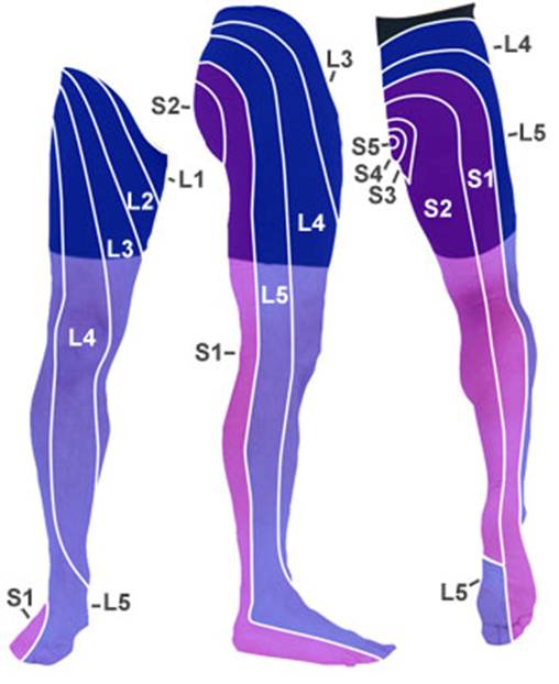 dermatomes